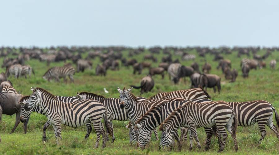 Grande migrazione delle zebre