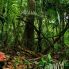 Foresta primaria del Borneo Malese