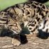 Leopardo nebuloso del Borneo