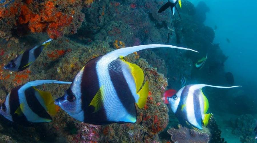 Snorkelling