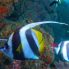 Snorkelling