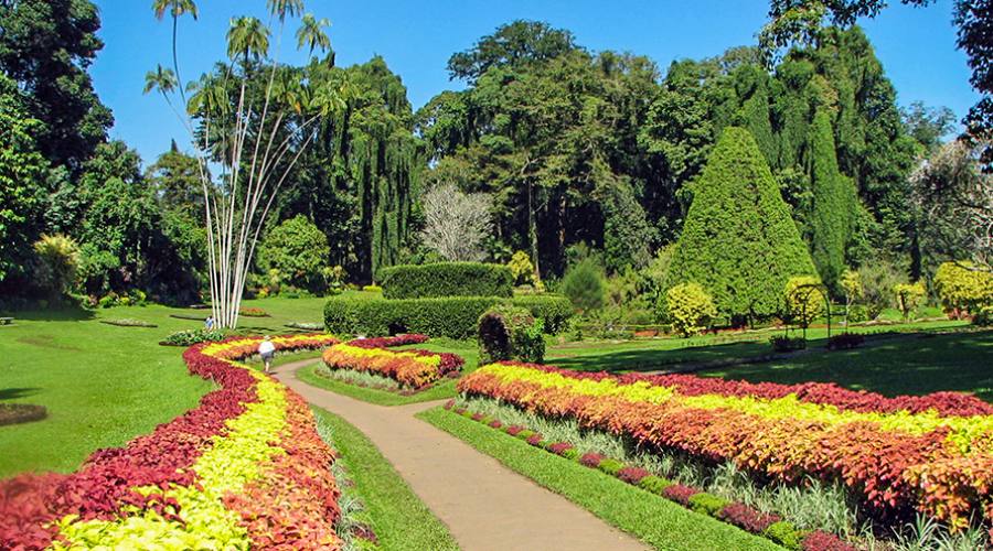 Giardino Botanico di Peradeniya