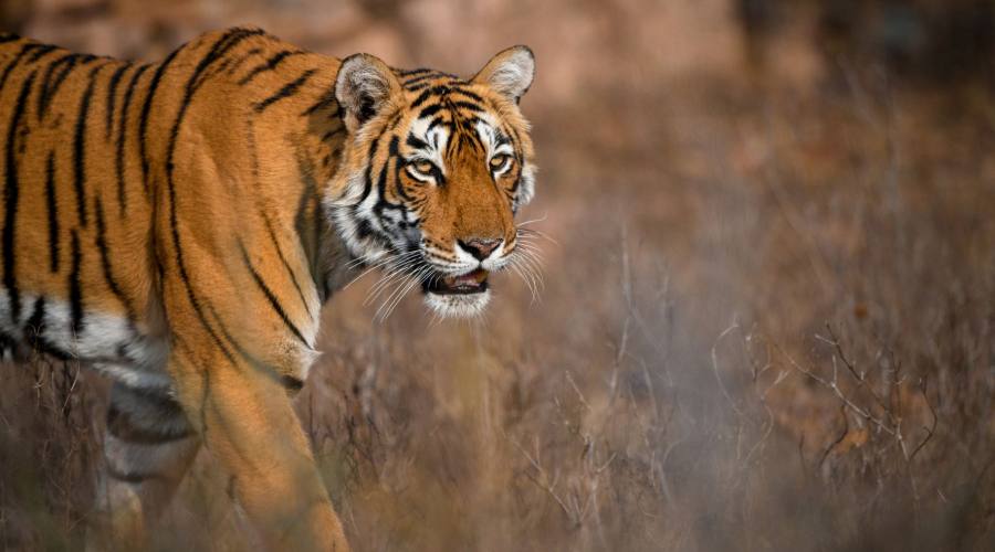 Tigre al Parco Ranthambore