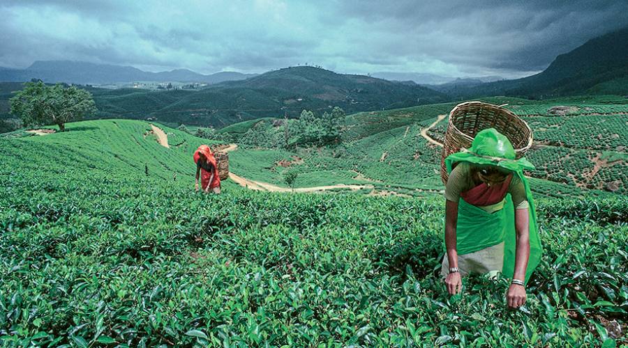 Nuwara Eliya, raccolta del tè