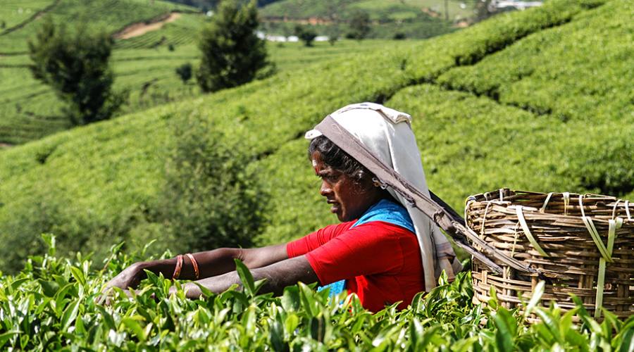 Raccolta del tè a Nuwara Eliya