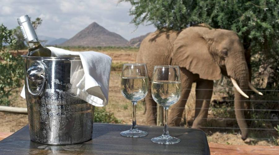 Brindisi con l'elefante