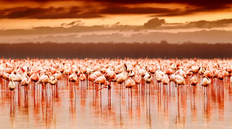 Lake Nakuru