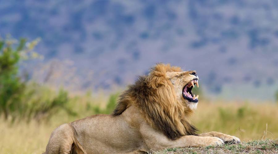 Il Re della Savana