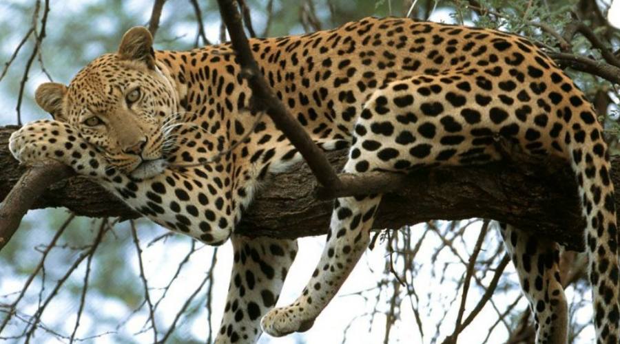 Leopardo