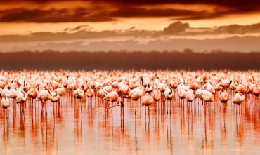 Flamingo Safari, parchi del nord, 7 giorni e 6 notti