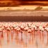 Lake Nakuru