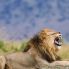 Il Re della Savana
