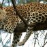 Leopardo