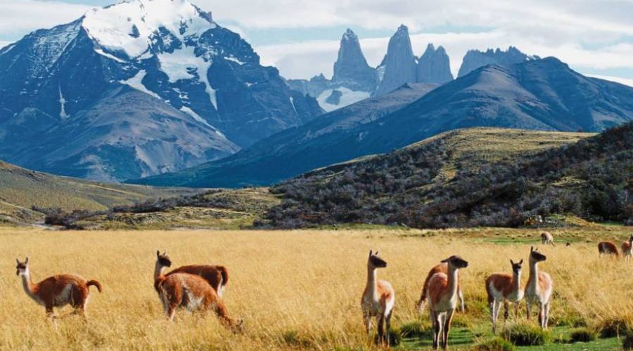 Guanachi