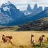 Guanachi