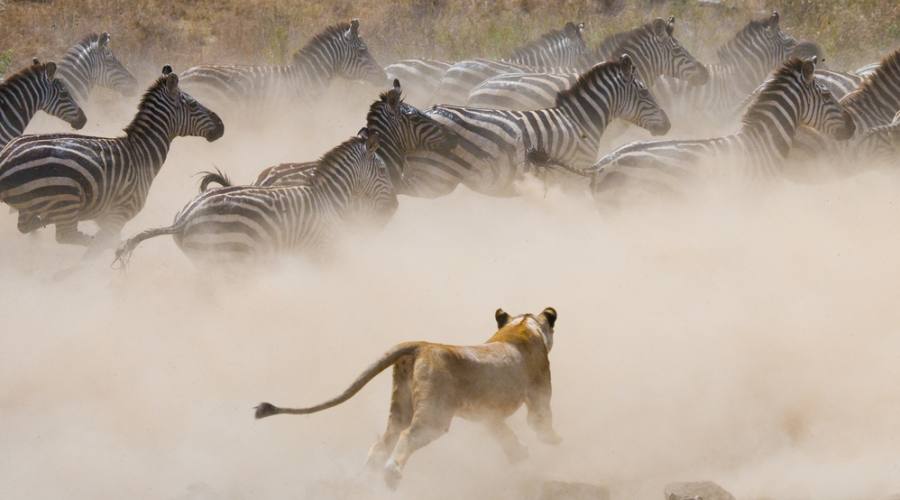 leonessa nel masai mara