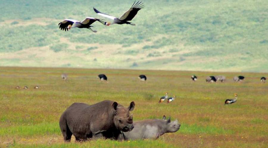 Ngorongoro conservation area