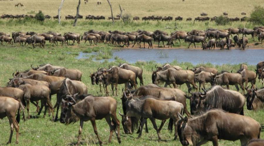 serengeti national park
