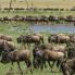 serengeti national park