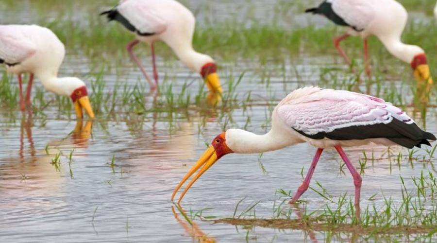 Cicogne trampoliere a Lake Manyara