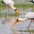 Cicogne trampoliere a Lake Manyara