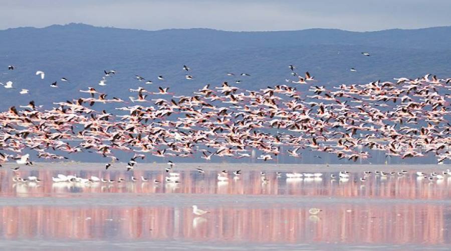 Fenicotteri rosa a Lake Manyara