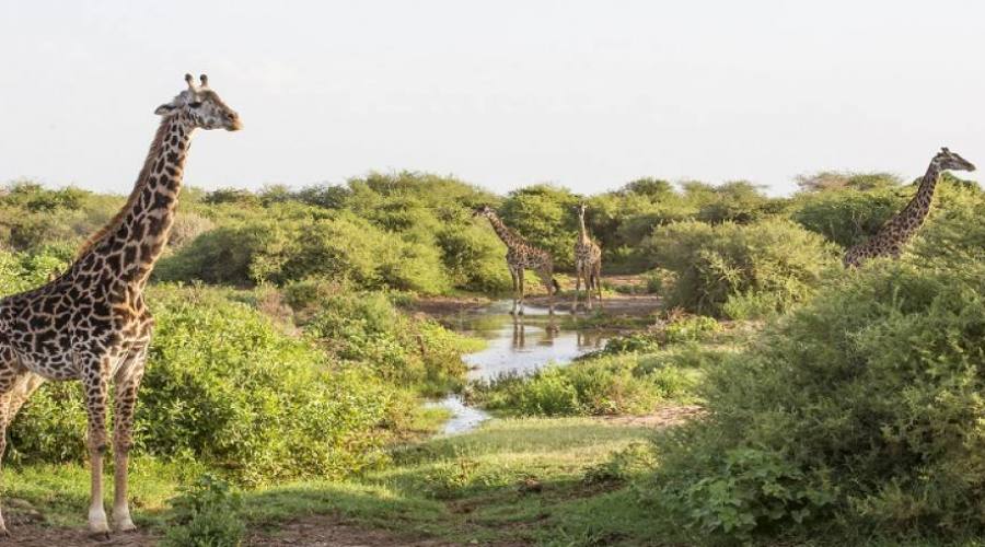 Giraffe al Lake Manyara