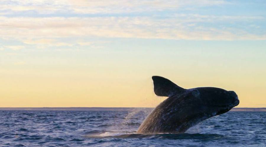 Avistamiento de ballenas