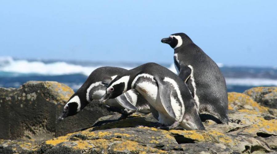 Pingüinos de Magallanes