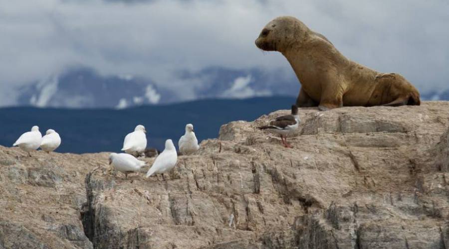 Canal Beagle