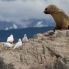 Canal Beagle