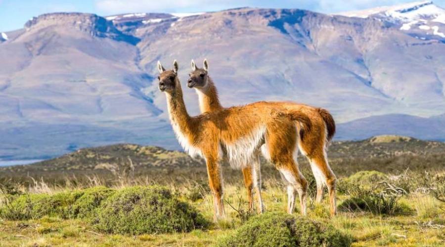 Guanacos Patagonia