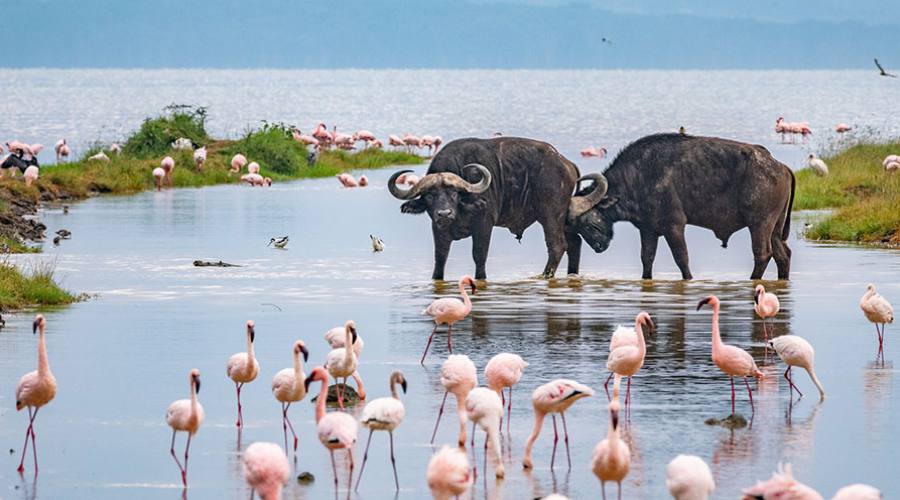 Lake Nakuru