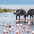 Lake Nakuru