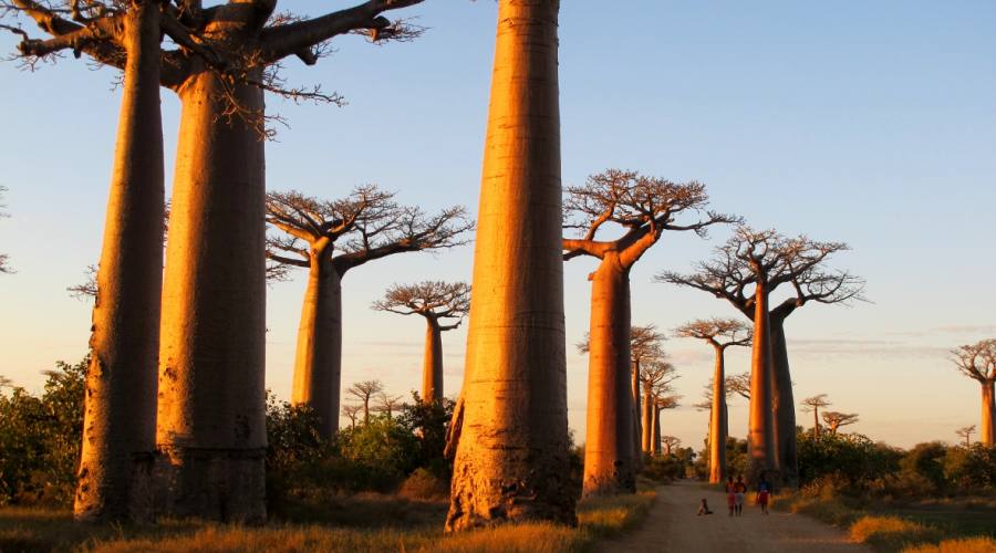 Avenue du Baobab