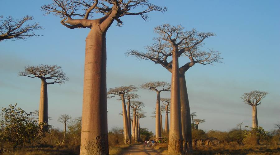 Avenue du Baobab