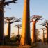 Avenue du Baobab