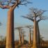 Avenue du Baobab