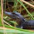 Cocodrilo en los Everglades