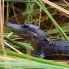 Parque Nacional Everglades