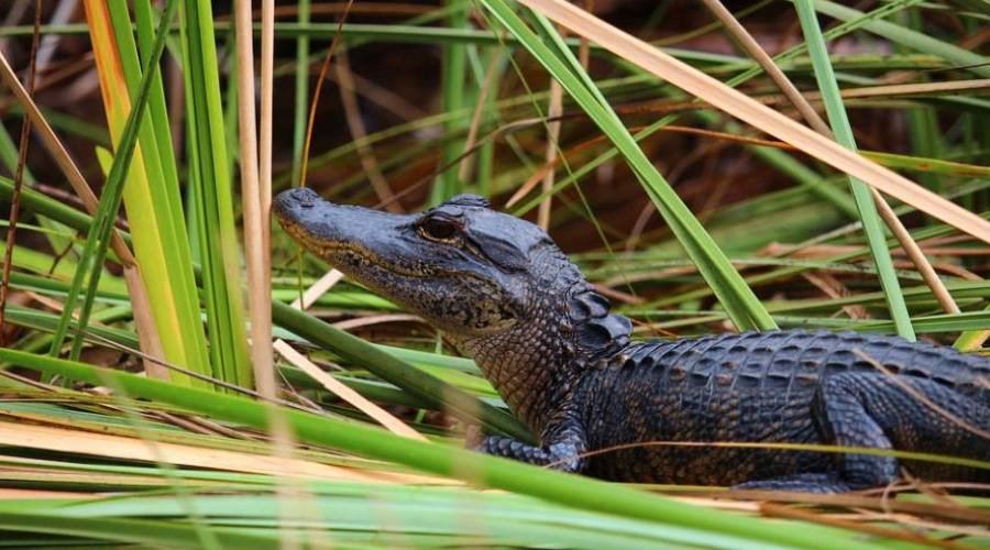 Cocodrilo en los Everglades