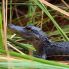 Cocodrilo en los Everglades