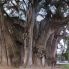 Tule" el árbol más antiguo del mundo