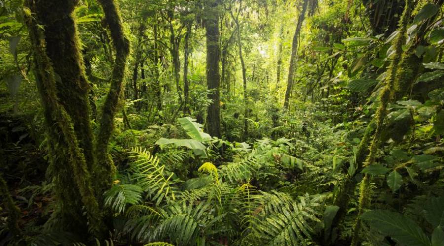 Bosque tropical