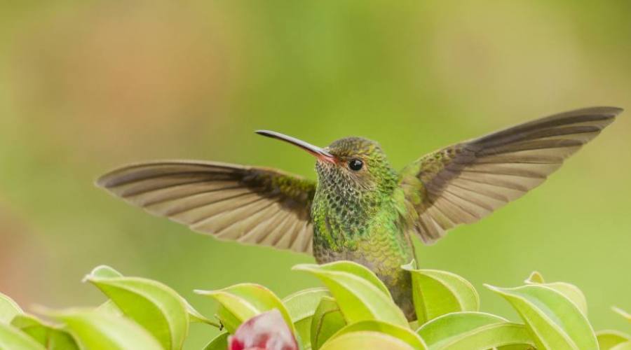 Colibrí, Parque Nacional Cahuita