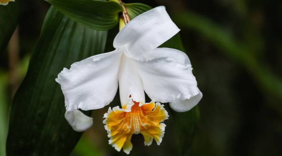 Orquídea