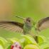 Un colibrí magnífico
