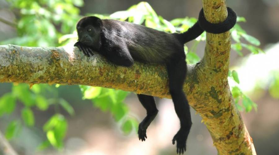 ¡En Costa Rica hasta los monos se relajan!