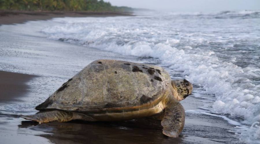 Parque Nacional Tortuguero