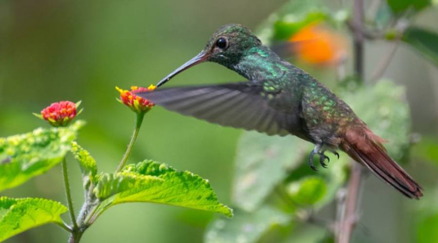 Colibrì